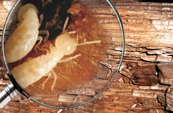 diagnostic termites - Quels sont les biens immobiliers concernés ?